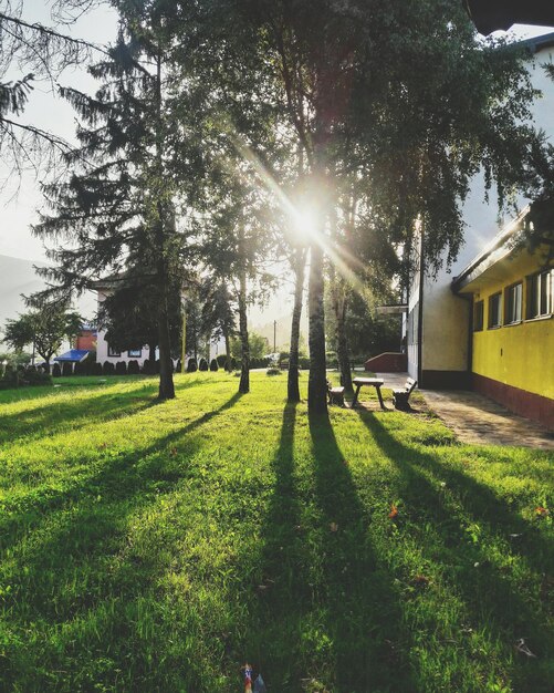 Sun shining through trees on field