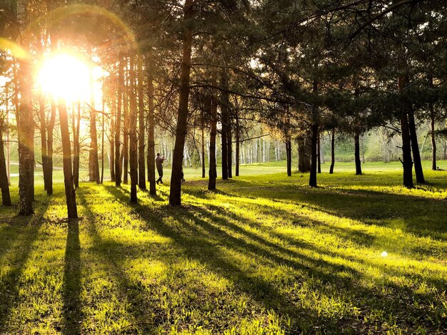 Photo sun shining through trees on field