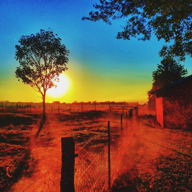 Foto il sole splende attraverso gli alberi sul campo