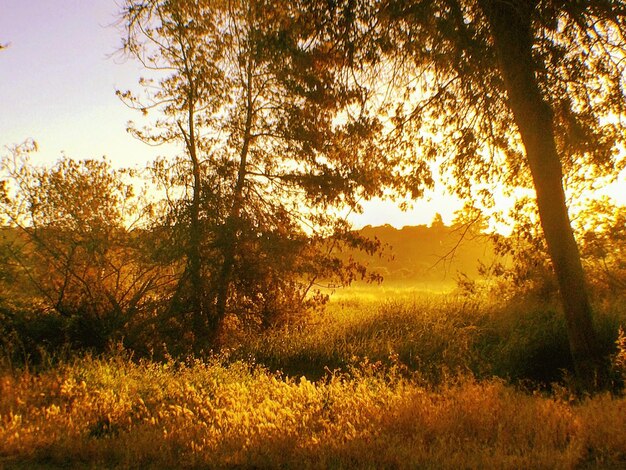 Sun shining through trees on field