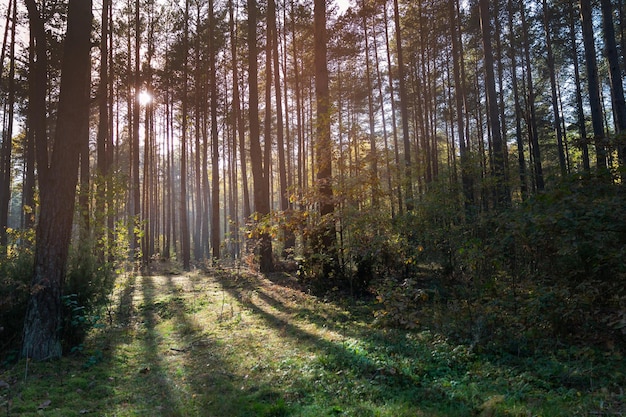 Солнце светит сквозь деревья в лесу во время заката