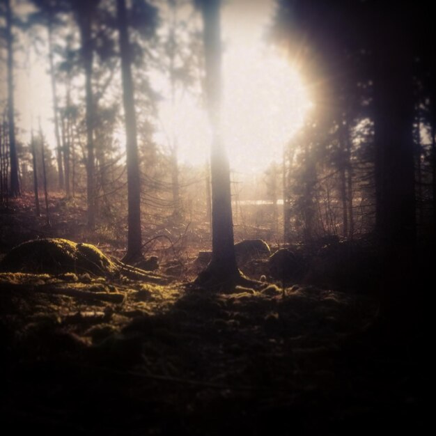 Photo sun shining through trees in forest