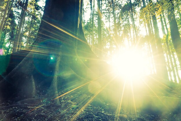 Photo sun shining through trees in forest