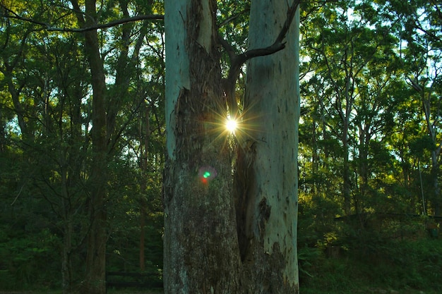 Sun shining through trees in forest