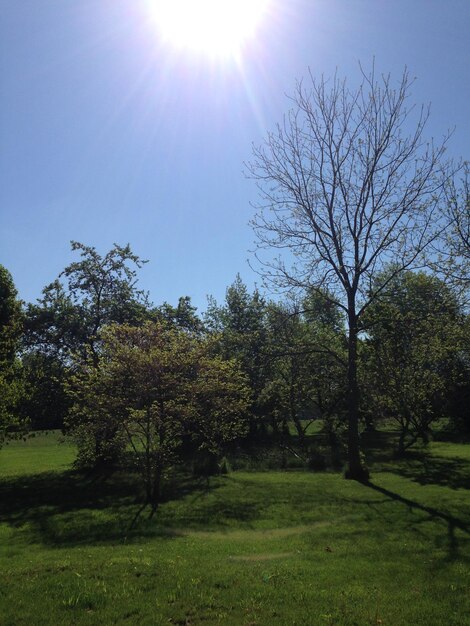 Photo sun shining through trees on grassy field