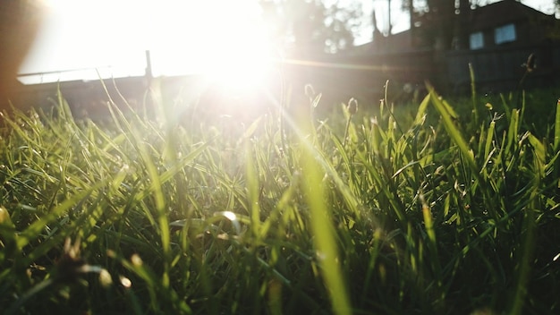 Photo sun shining through trees on grassy field