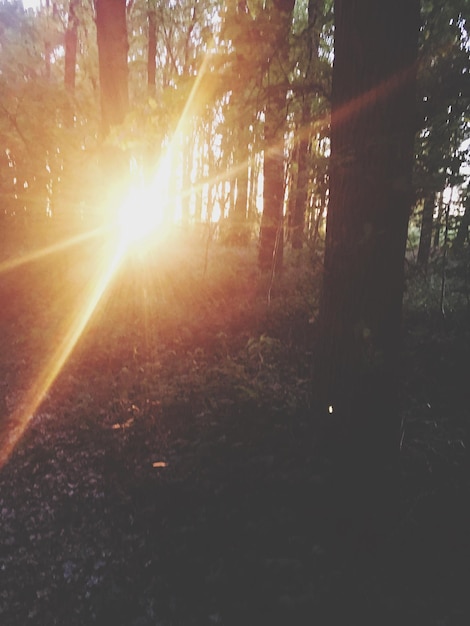 写真 森の木の中を照らす太陽