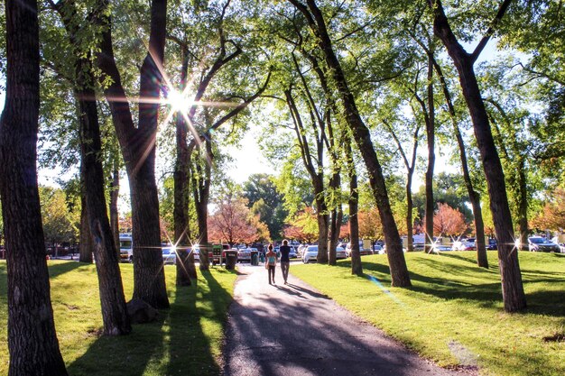 Foto il sole splende tra gli alberi del parco.