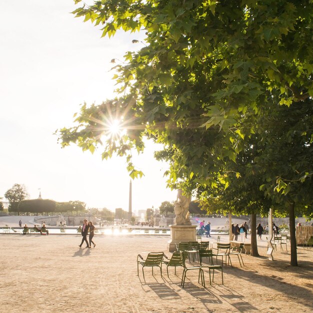 Foto il sole splende tra gli alberi del parco.