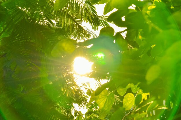 Sun shining through trees