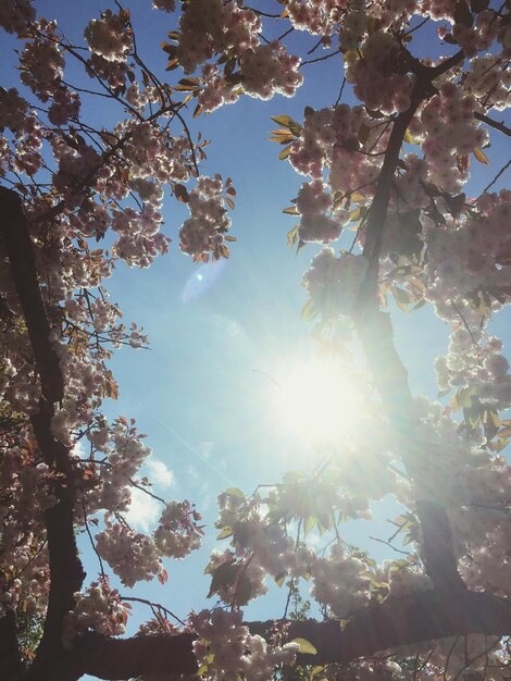 Foto il sole splende attraverso gli alberi