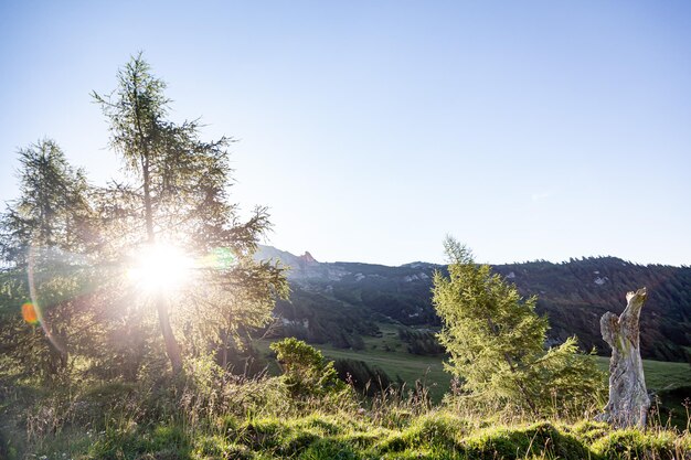 Photo sun shining through trees