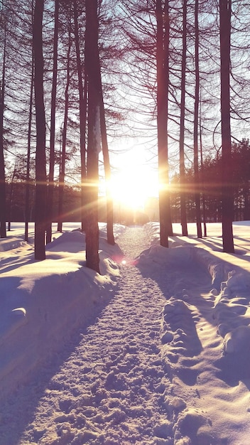 Foto il sole splende tra gli alberi