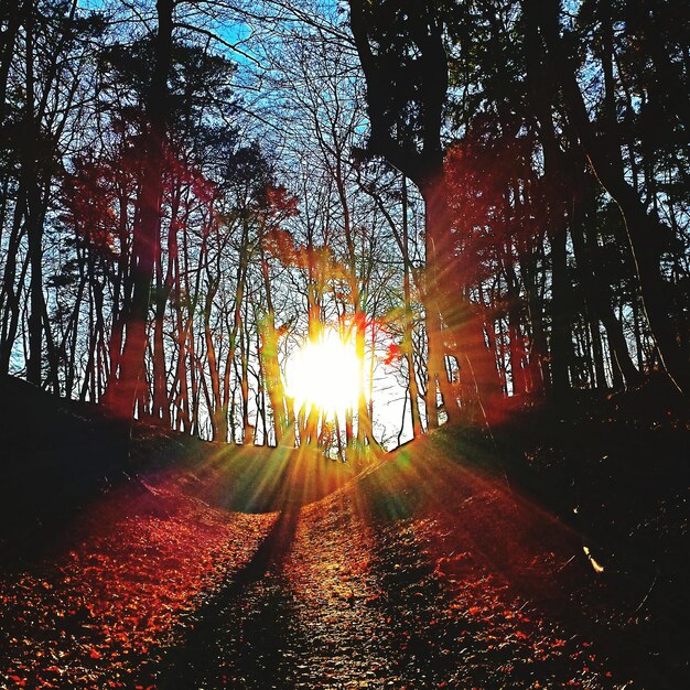 Sun shining through trees