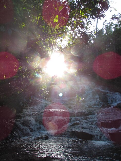 Photo sun shining through trees