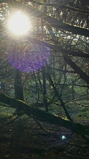 Foto il sole splende tra gli alberi