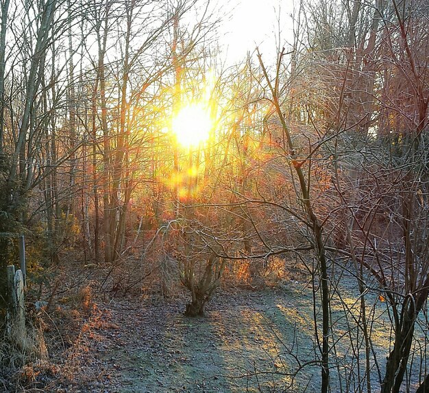 Sun shining through trees