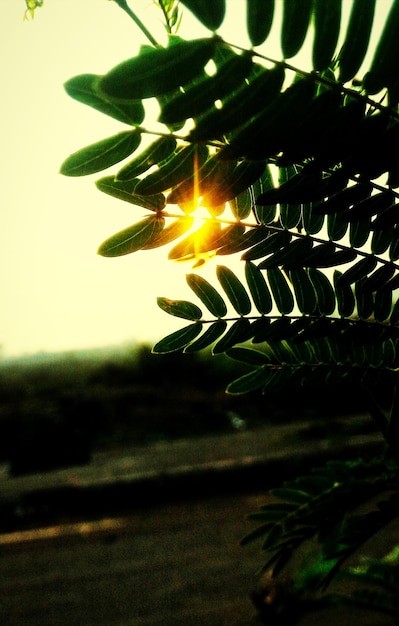 Photo sun shining through trees