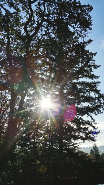 Foto il sole splende tra gli alberi