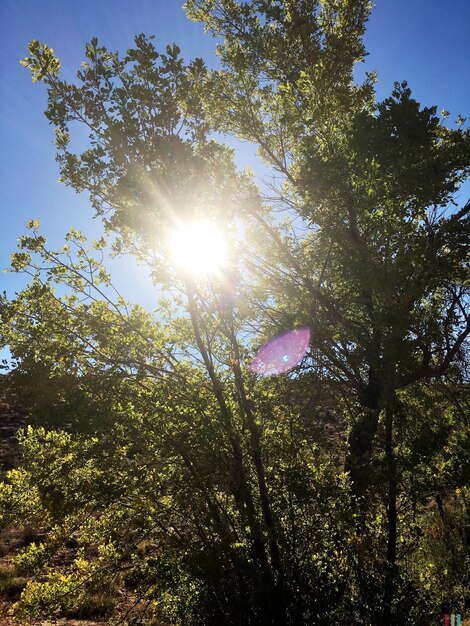 Foto il sole splende tra gli alberi