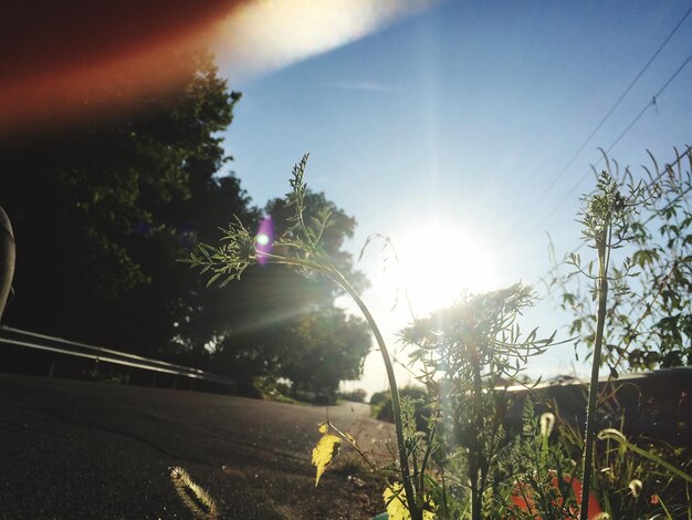 Photo sun shining through trees