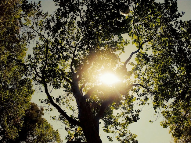 Photo sun shining through trees