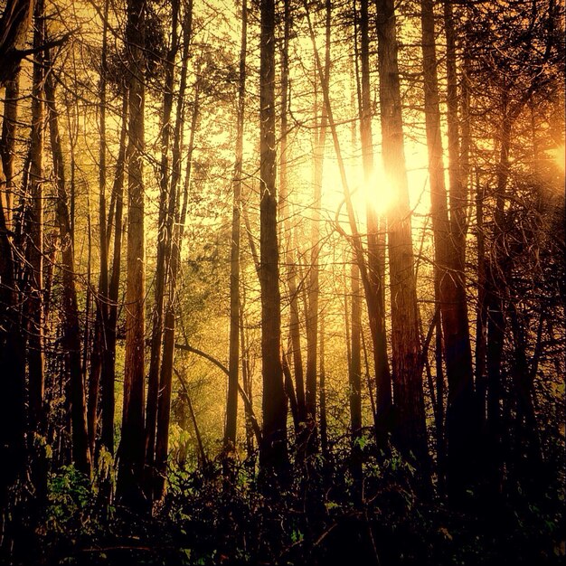 Photo sun shining through trees