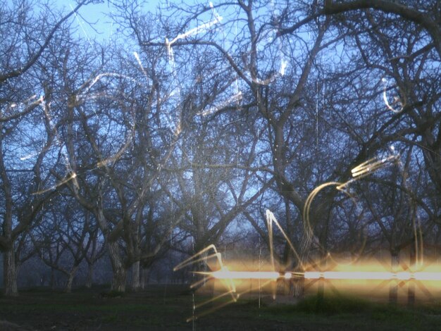 Foto il sole splende attraverso gli alberi