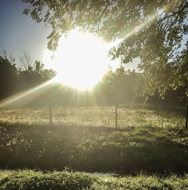 写真 木の中を照らす太陽