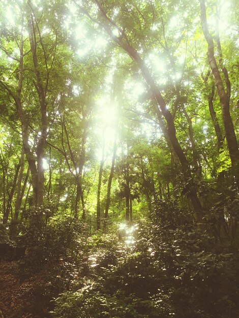 Foto il sole splende attraverso gli alberi