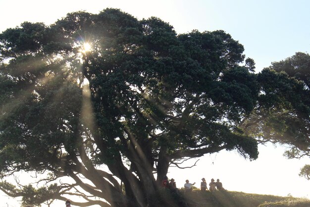 Foto il sole splende tra gli alberi