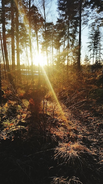 Photo sun shining through trees