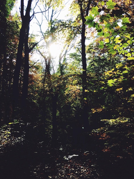 Foto il sole splende attraverso gli alberi