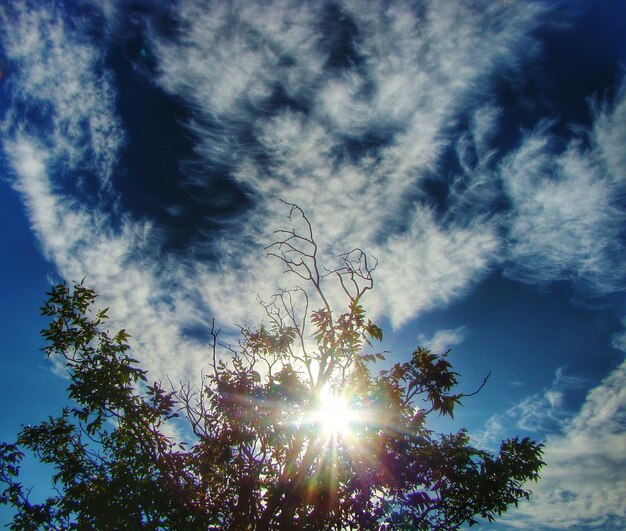 写真 木の中を照らす太陽