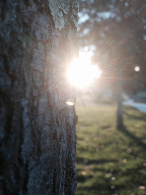 Photo sun shining through trees