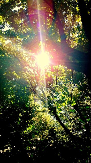 Foto il sole splende tra gli alberi