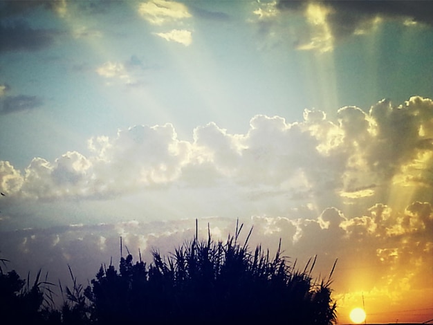 Foto il sole splende tra gli alberi