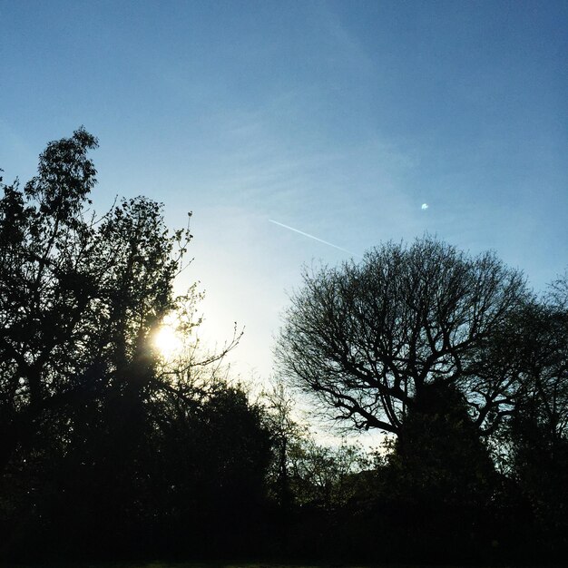 Sun shining through trees