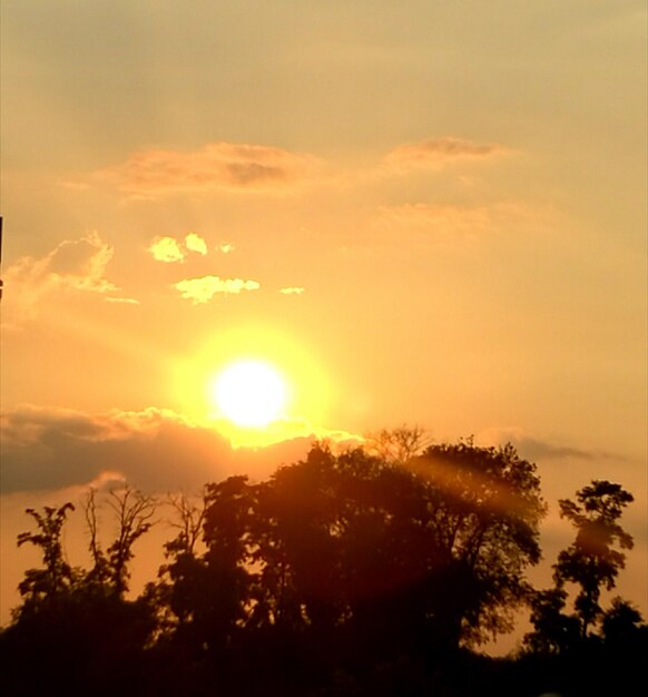 Sun shining through trees