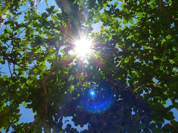 Foto il sole splende tra gli alberi