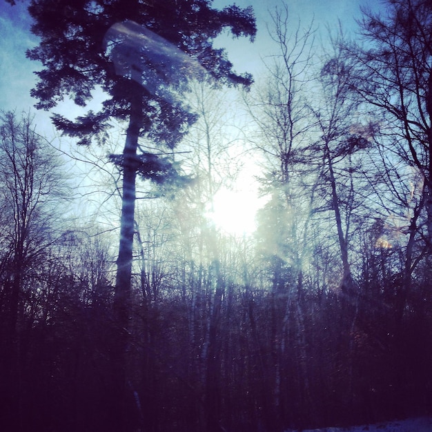 Foto il sole splende tra gli alberi