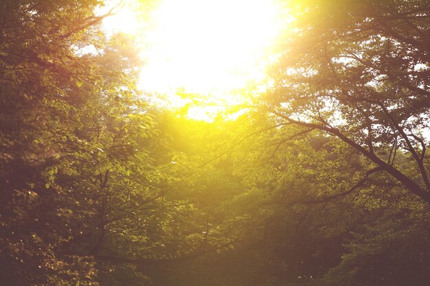 Photo sun shining through trees