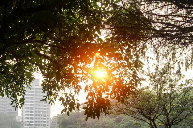 Foto il sole splende tra gli alberi