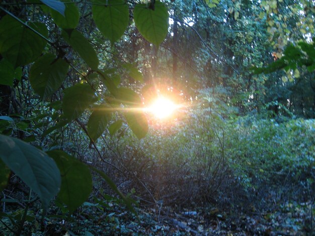 Sun shining through trees