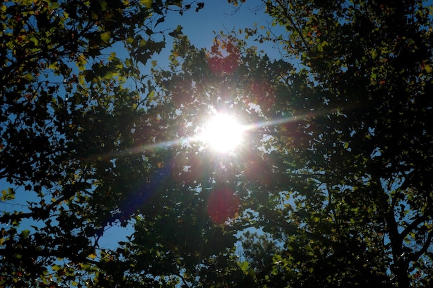 木の中を照らす太陽
