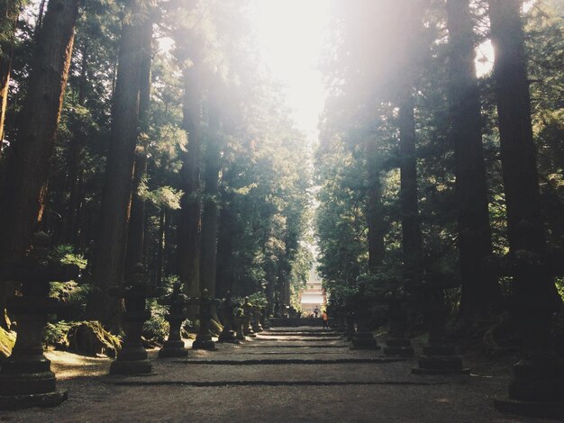 Photo sun shining through trees