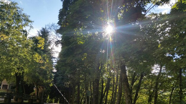 Sun shining through trees