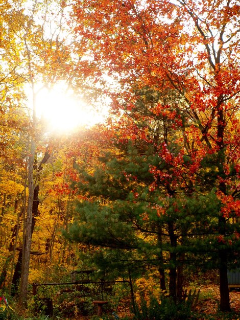 Foto il sole splende tra gli alberi