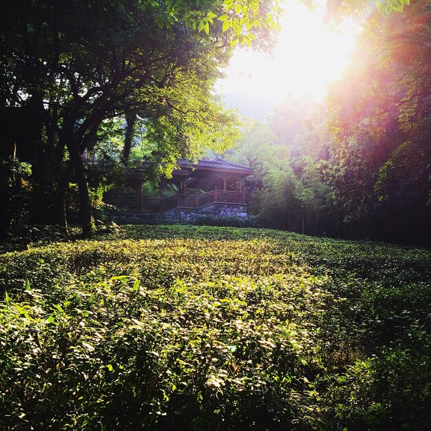 Photo sun shining through trees