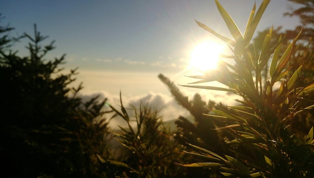 Foto il sole splende attraverso gli alberi